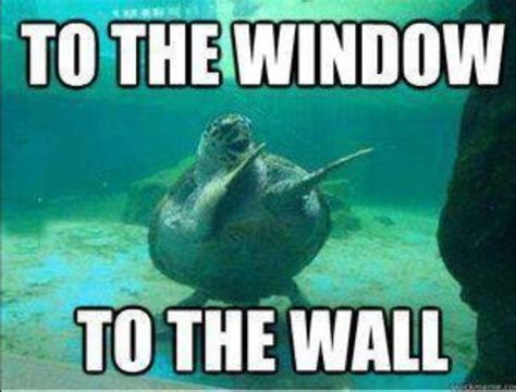 To the window to the wall (With images) | Bones funny, Turtles funny ...