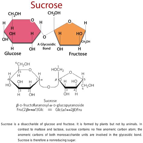 Disaccharides And Glycosidic Bonds Chemistry LibreTexts, 53% OFF