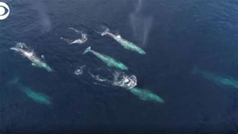 WATCH: Whales spotted during migration | WANE