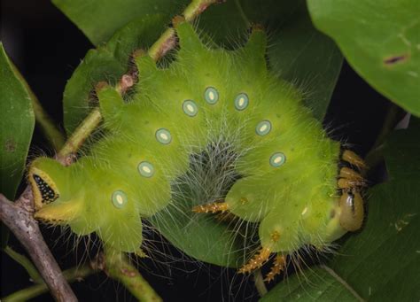 Nature Now! Caterpillar Time | Programs and Events Calendar