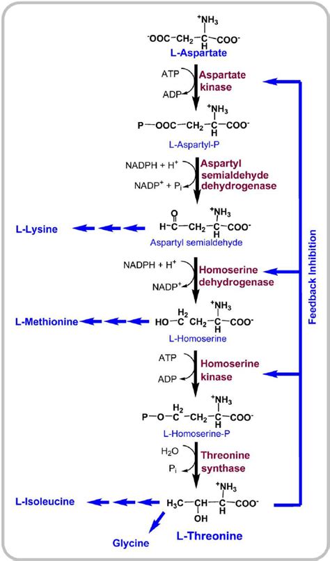 Biosynthesis Pathway