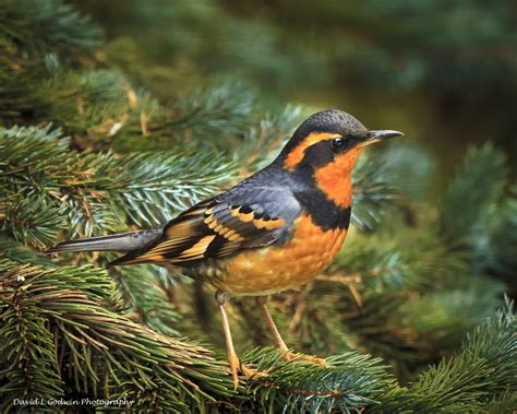 Varied Thrush - David L Godwin Photography