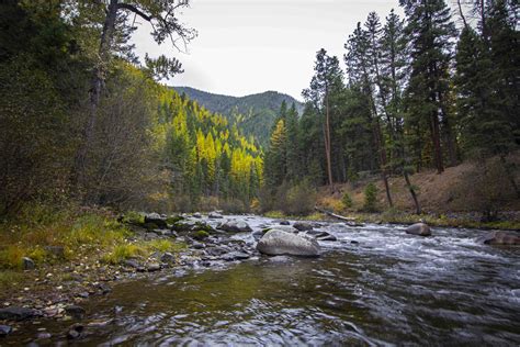 Rock Creek Fishing Report & Flows in Montana - Grizzly Hackle