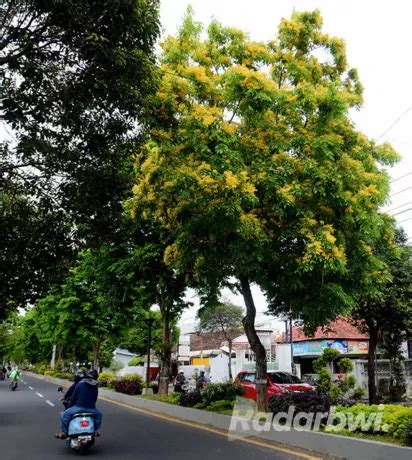 Pohon Angsana Bisa Menjulang Setinggi 40 Meter - Radar Banyuwangi