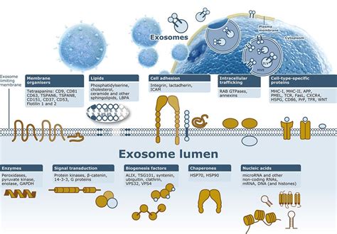 Exosome/Microvesicle Markers | GeneTex