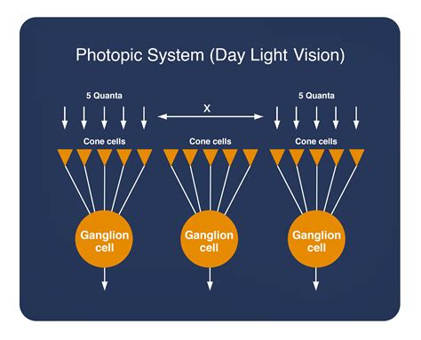 What is Dark Adaptation ? Recommendations for Red LED Flashlights for Astronomy | Blog