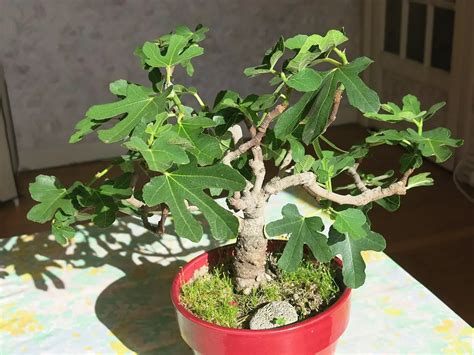 Fig bonsai care - D.I.Y. Gardens