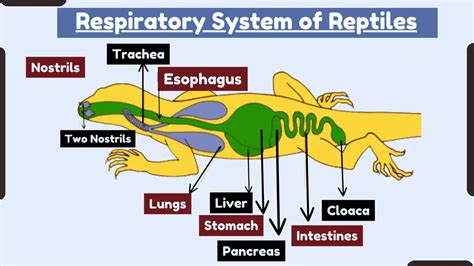 Respiratory System of Reptiles– Organs, Adaptations, and Operating ...