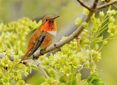 Hummingbirds - Nature & Wildlife Photography