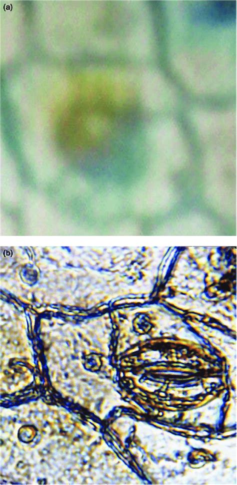 Robert Brown named the cell nucleus during studies of orchid tissue ...