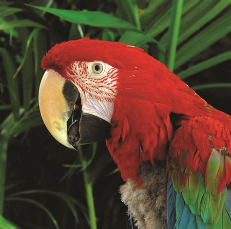 Facts About Animals In The Amazon Rainforest