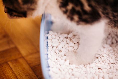 The 7 Best Cat Litters, Tested by The Spruce Pets