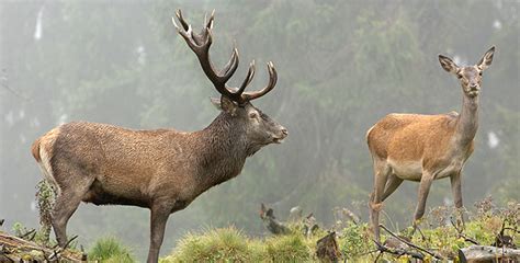 Prince of the Alps | Animal Guide: Red Deer | Nature | PBS