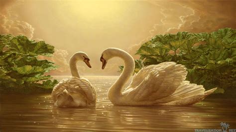 Swan Wallpapers - Wallpaper Cave