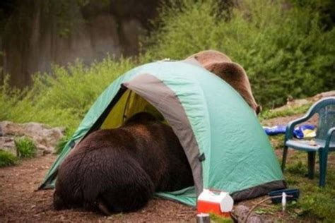 You'll Laugh Out Loud At These Hilarious Camping Photos | Campeggio ...