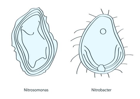 Nitrobacter Bacteria