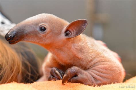 The Cincinnati Zoo has chosen a name for new baby Tamandua: "Mani" | WKRC