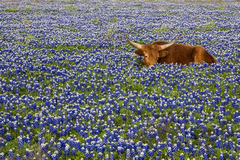 Texas Bluebonnet Workshop — Jason Weingart Photography