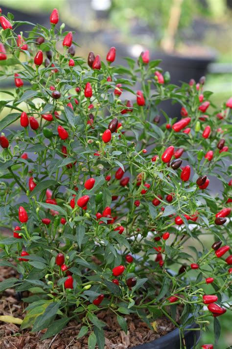 Like so many Chilli Plants, the Zimbabwe Birds Eye is quite beautiful. #chilli #peppers | Chilli ...