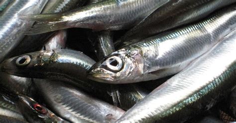 La sardine - Appellation, qualité et cuisine : tout savoir sur la sardine