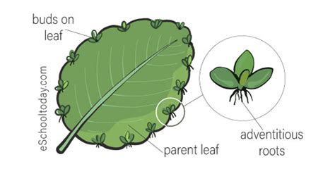 What is Vegetative Propagation in Asexual Reproduction? – Eschooltoday