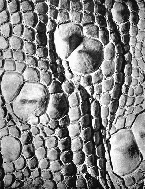 Crocodile skin | Patterns in nature, Skin textures, Color textures