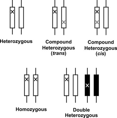 Heterozygote - 인코덤, 생물정보 전문위키