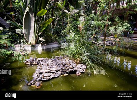 TURTLES IN A POND IN THE RAILWAY STATION GARDEN AT ATOCHA MADRID SPAIN Stock Photo - Alamy