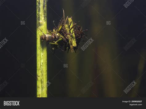 Caddisflie Larvae Image & Photo (Free Trial) | Bigstock