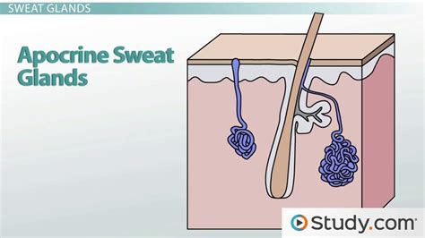 Skin Glands | Overview, Structures & Location - Lesson | Study.com