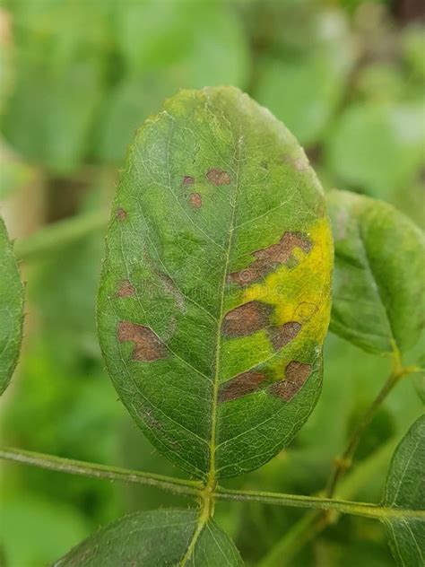 Bacterial Leaf Spot Disease on Rose Stock Photo - Image of family, spot: 212269710