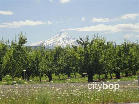 5 BEST Hood River Wineries