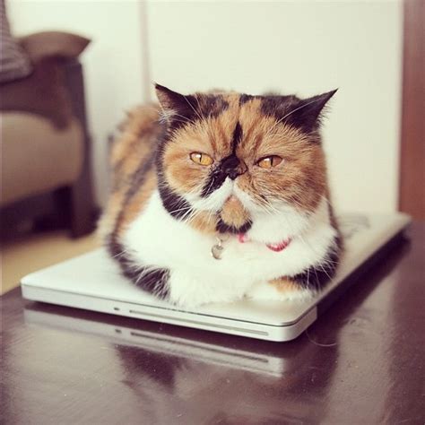 Calico cat with a squished face :3 | Calico cats | Pinterest