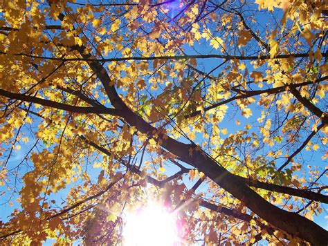 Autumn Leaves Free Stock Photo - Public Domain Pictures