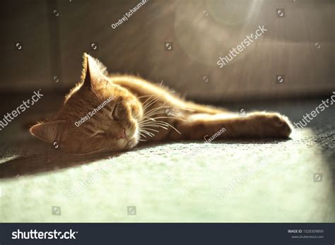 64,089 Brown cat sleeping Stock Photos, Images & Photography | Shutterstock