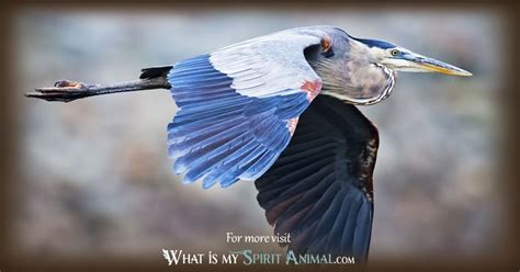 Heron Symbolism & Meaning | Heron Spirit, Totem, & Power Animal Animal ...