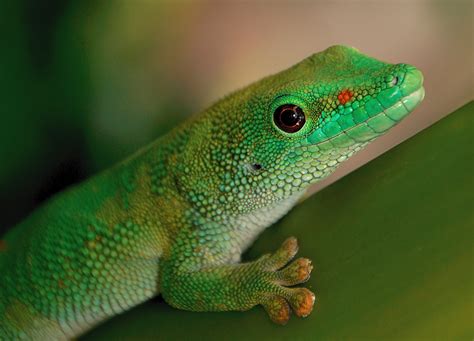 🔥 [34+] Giant Day Gecko Wallpapers | WallpaperSafari