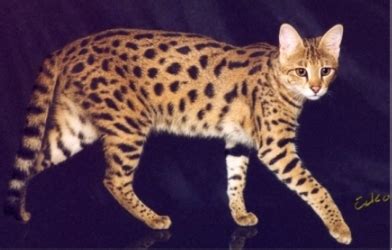 Savannah Cat - Breed Profile and Facts