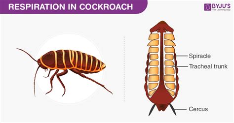 Respiration In Cockroach And Earthworm - Respiration Process