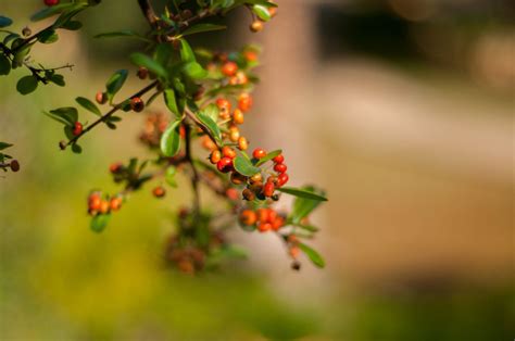 Why We Love Pyracantha