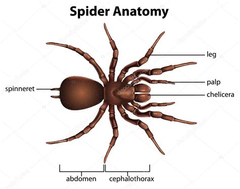 Anatomie de l'araignée — Image vectorielle blueringmedia © #26395283