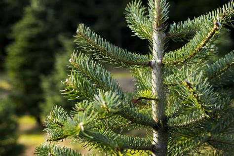 12 Easy-to-Grow Types of Fir Trees