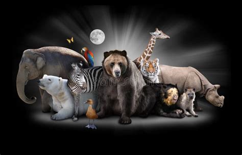 Zoo Animals At Night With Black Background Stock Image - Image of brown, journey: 23226343