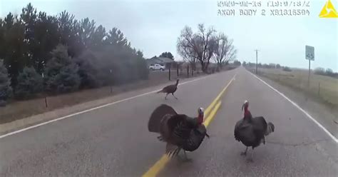 Body Cam Captures Idaho Cop Running for Cover From Hilarious, Angry ...