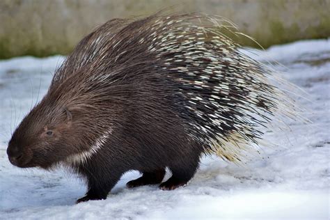 Porcupine vs Hedgehog Fight comparison- who will win?