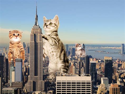 Kitty City | Things to do in New York