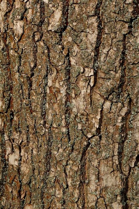 Texture Of A Bark Of An Old Oak Tree. Background Pattern Stock Image ...