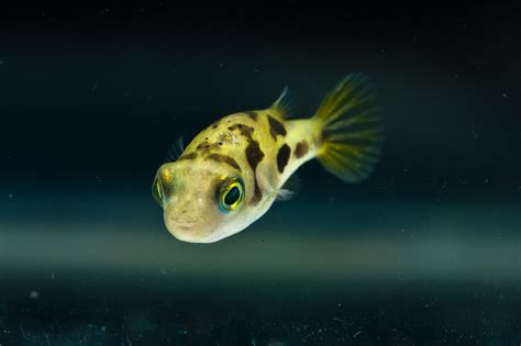 Aquarium World: Puffer Fish: Dwarf puffer | Carinotetraodon travancoricus Profile