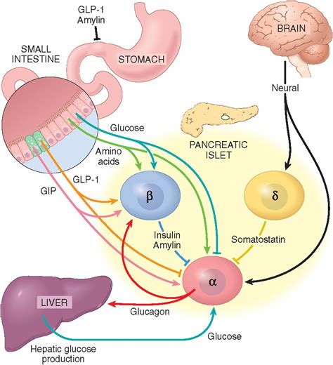 Glucagon Signaling Pathway - Creative Diagnostics