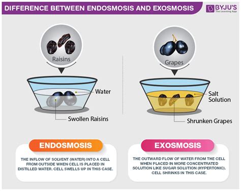 Endosmosis And Exosmosis - The Major Differences